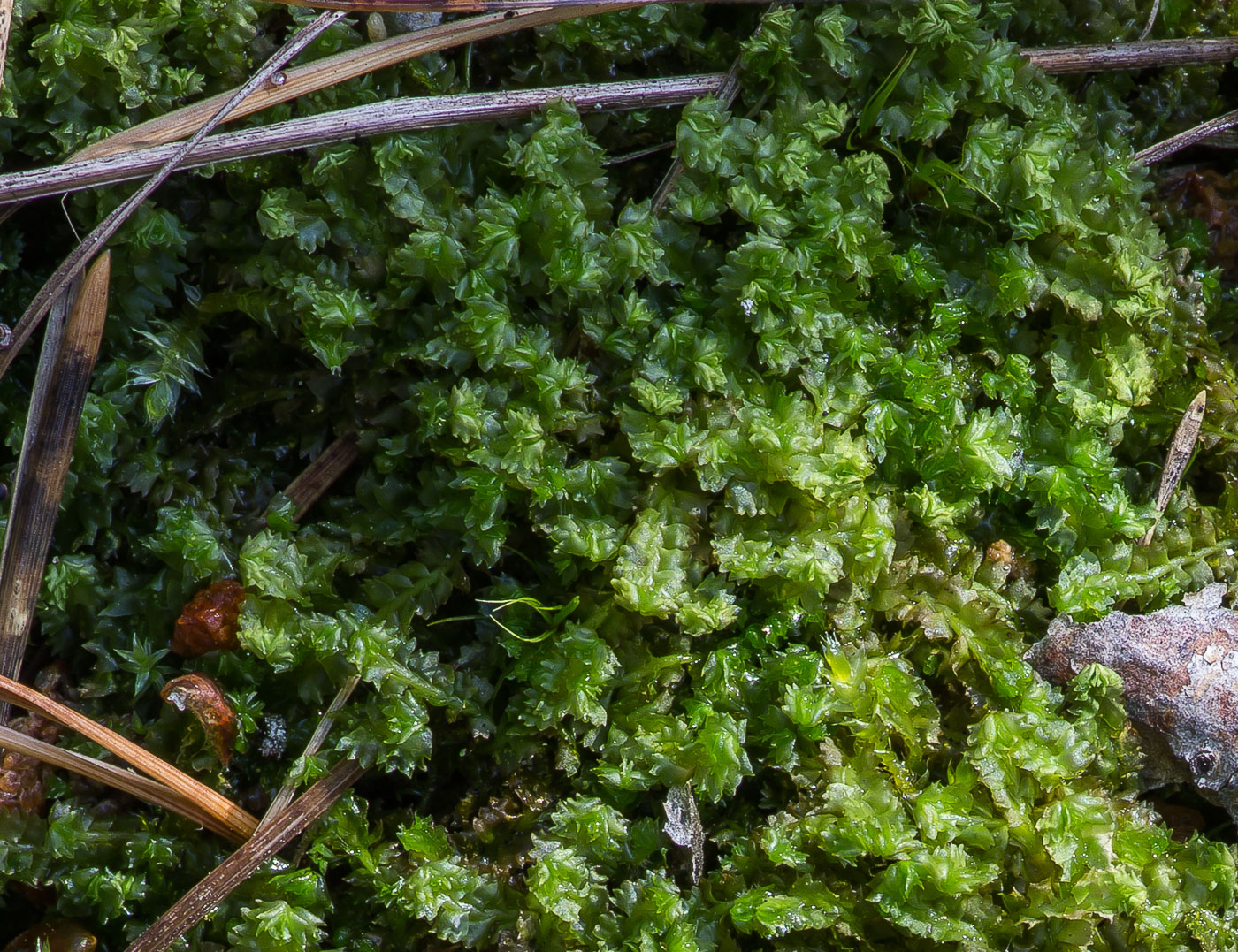 Image of Barbilophozia barbata specimen.