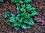 Cyclamen persicum