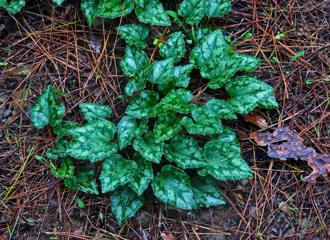 Image of Cyclamen persicum specimen.