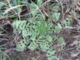 Sisymbrium loeselii. Вегетирующее растение. Тверская обл., г. Тверь, Заволжский р-н, ул. 2-я Красина, газон, на теплотрассе. 18 января 2019 г.