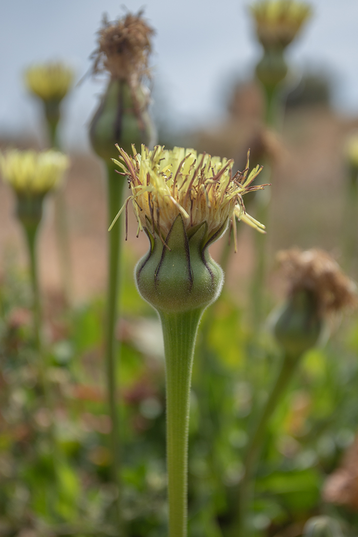 Image of Urospermum dalechampii specimen.