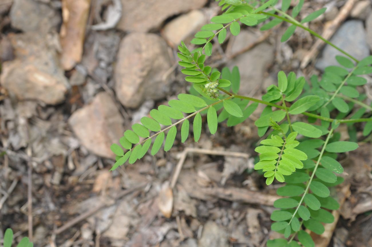 Image of genus Vicia specimen.