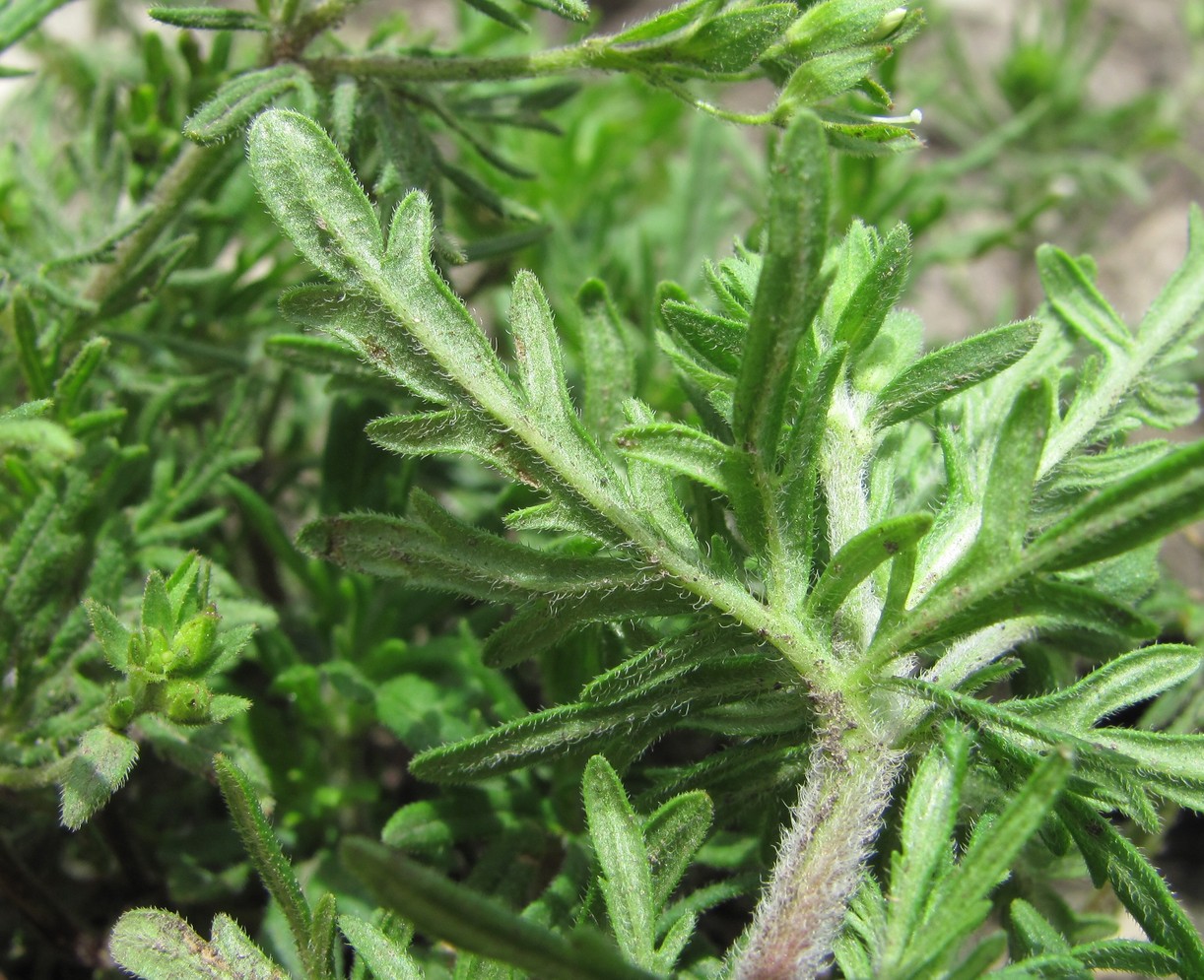 Image of Veronica caucasica specimen.