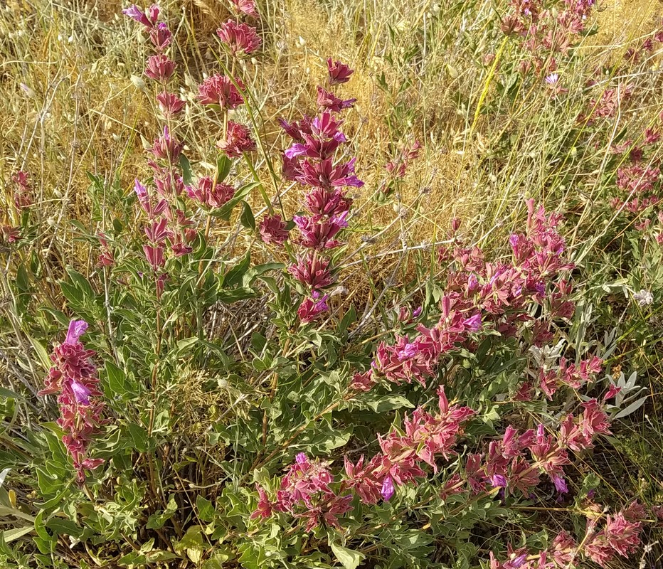 Image of Salvia hydrangea specimen.