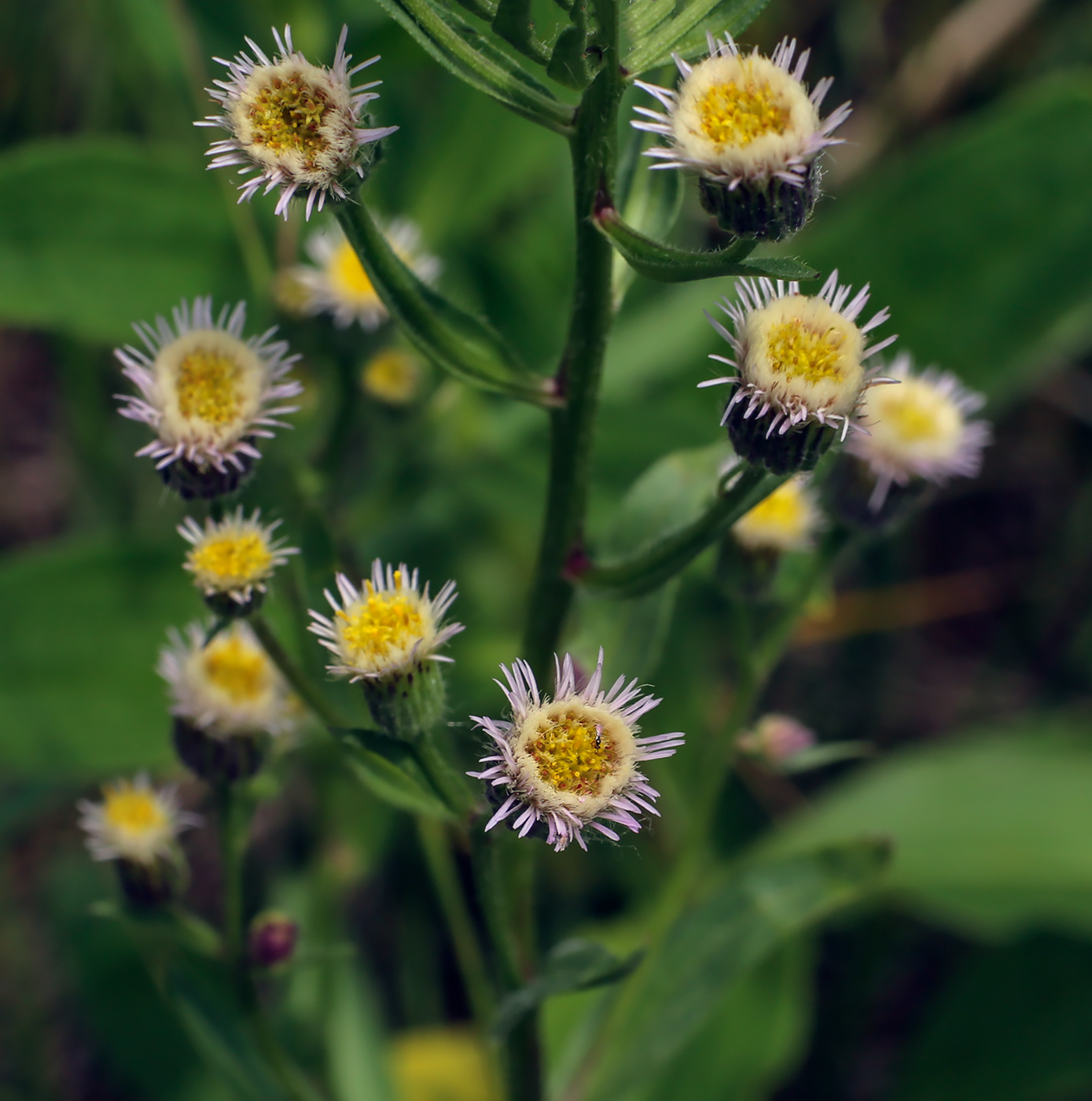 Изображение особи Erigeron acris.