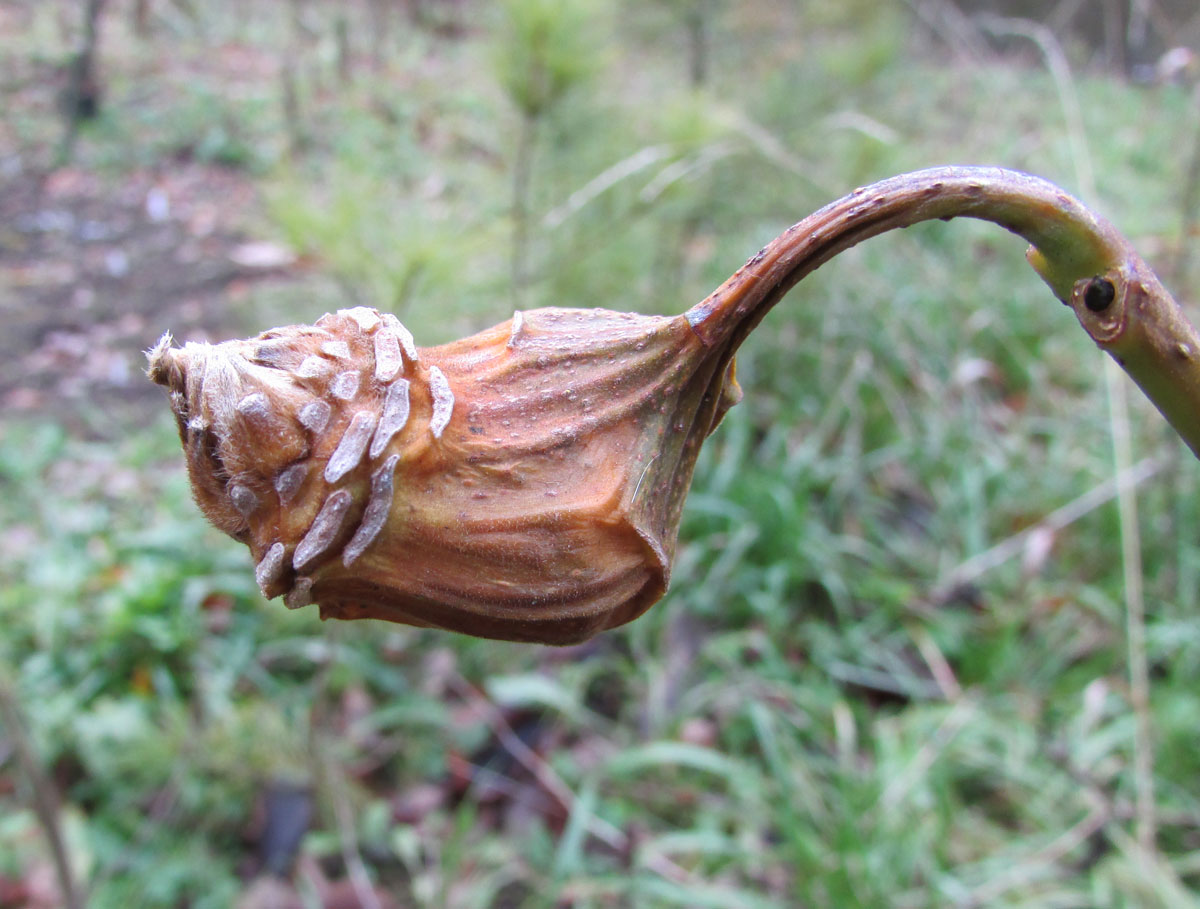 Image of Calycanthus chinensis specimen.