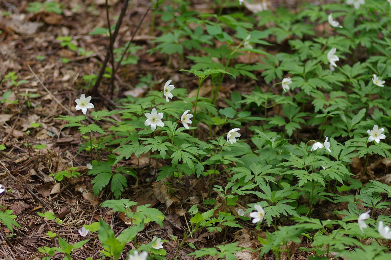 Изображение особи Anemone nemorosa.