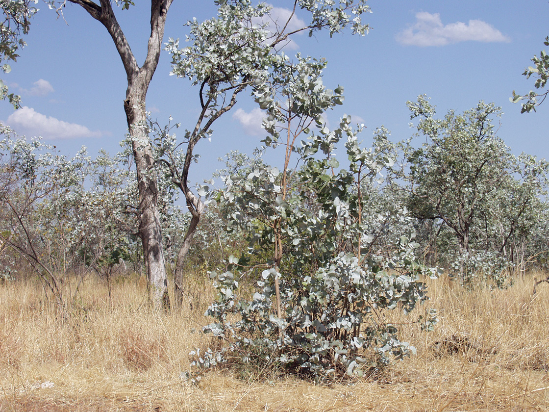 Image of Eucalyptus pruinosa specimen.