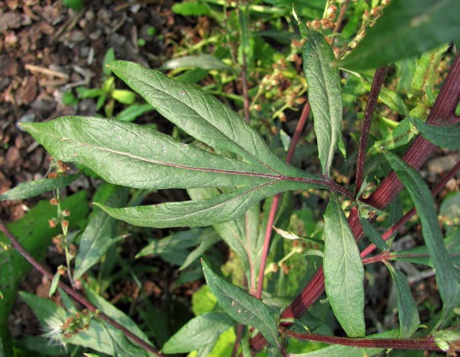 Image of Artemisia vulgaris specimen.