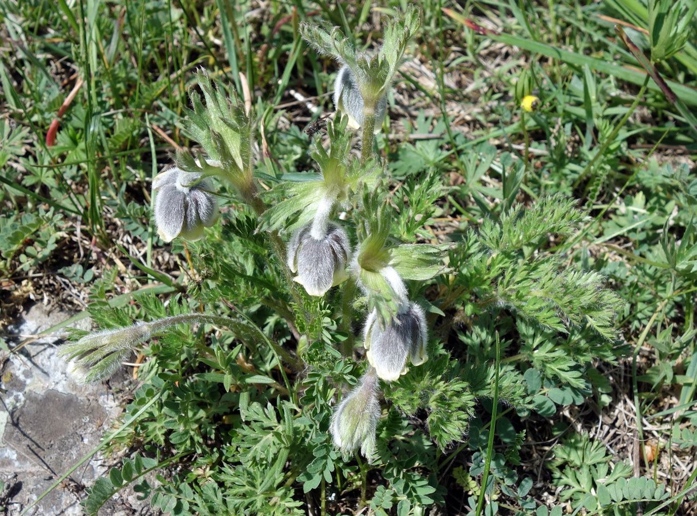 Image of Pulsatilla campanella specimen.