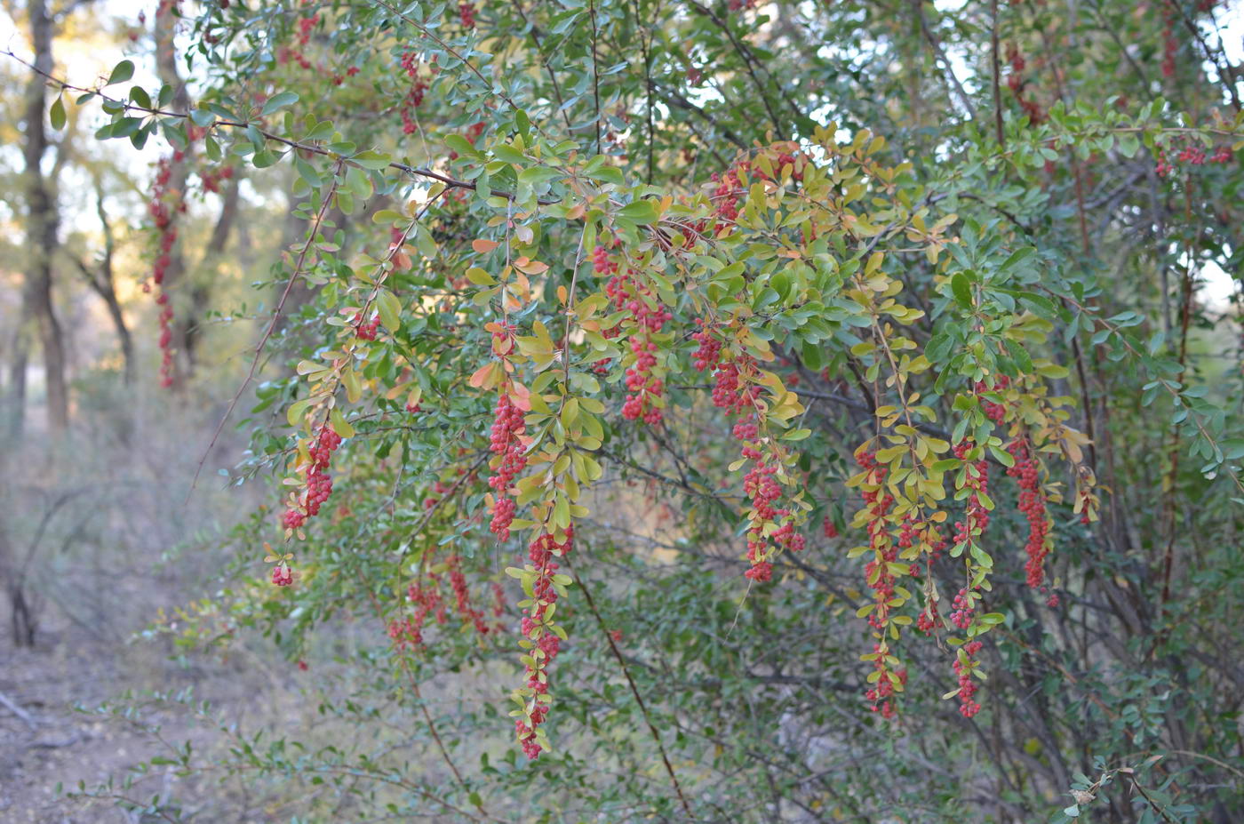 Image of Berberis iliensis specimen.