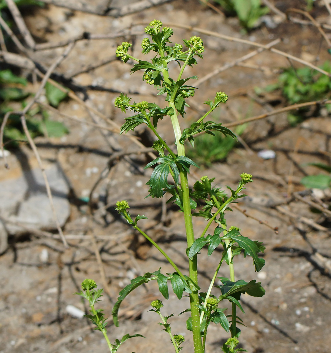 Image of Barbarea arcuata specimen.