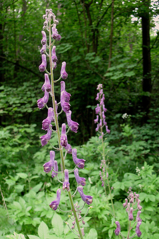 Изображение особи Aconitum septentrionale.