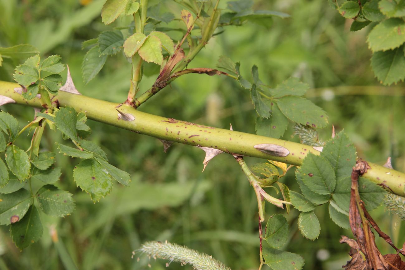 Image of genus Rosa specimen.