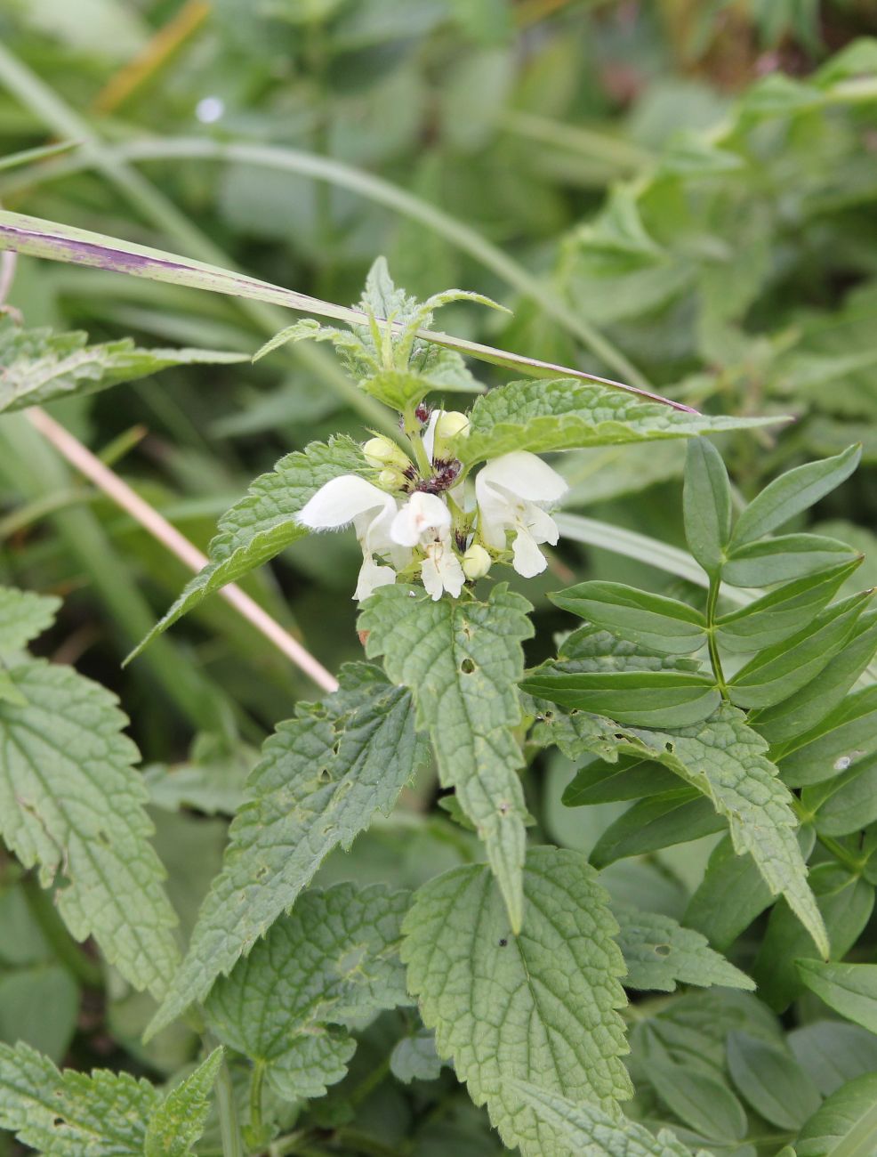 Image of Lamium album specimen.