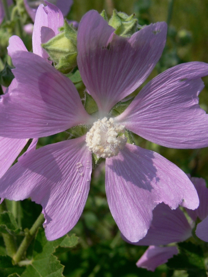 Image of Malva thuringiaca specimen.