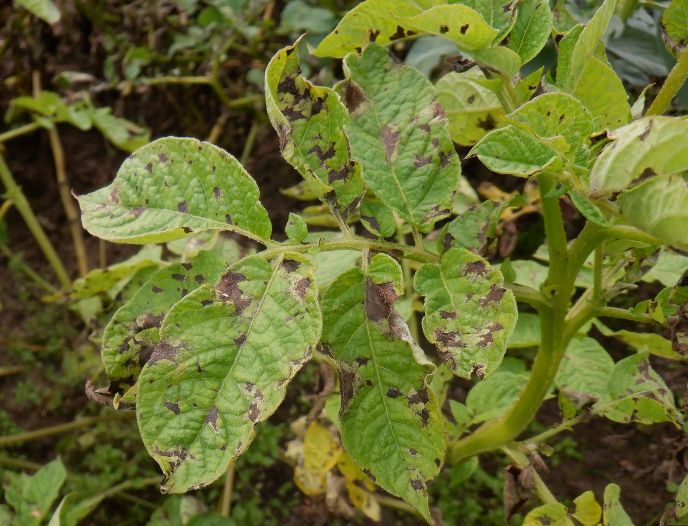 Изображение особи Solanum tuberosum.