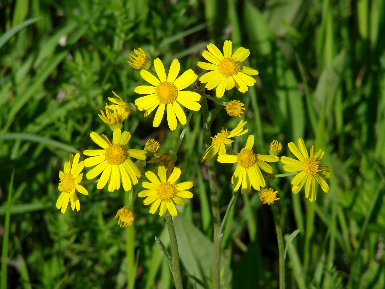 Изображение особи Tephroseris integrifolia.