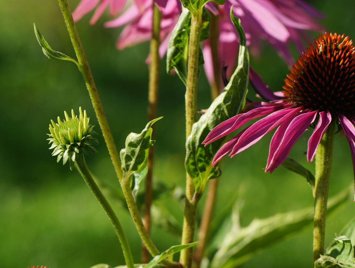 Image of Echinacea purpurea specimen.