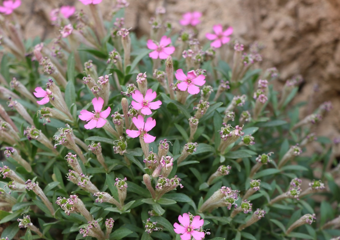 Image of Silene depressa specimen.