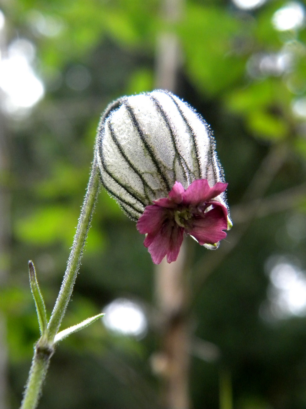 Image of Gastrolychnis tristis specimen.