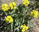 genus Erysimum