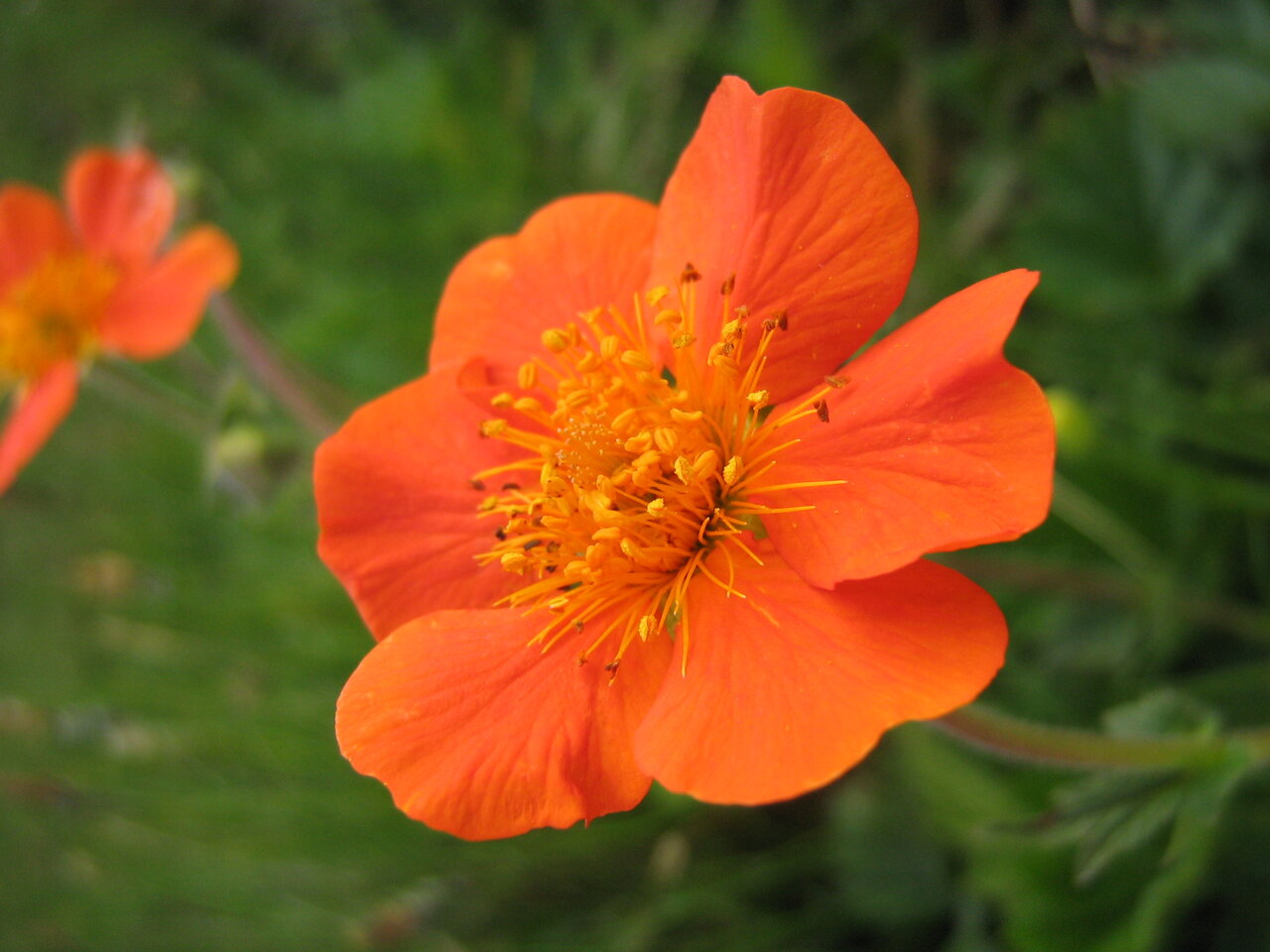 Image of Geum coccineum specimen.