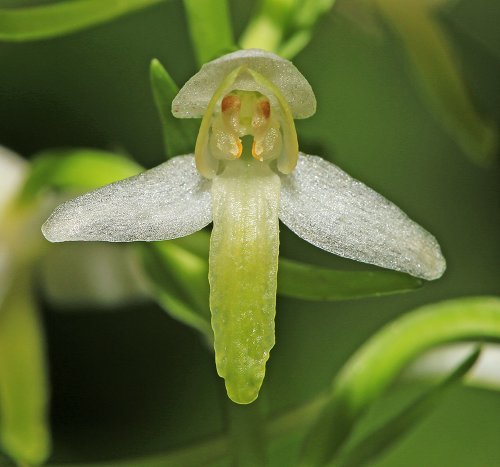 Изображение особи Platanthera metabifolia.