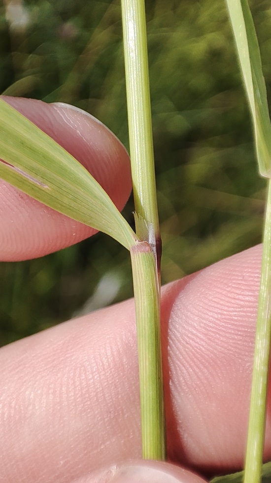 Изображение особи род Agrostis.