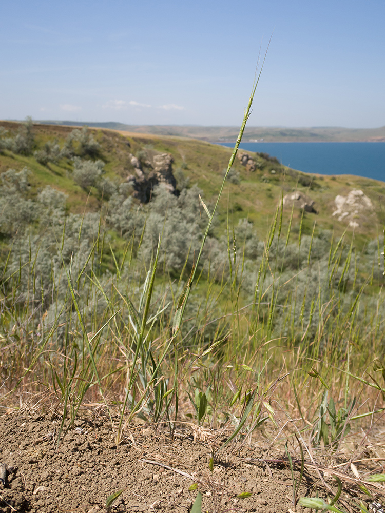 Image of Aegilops cylindrica specimen.