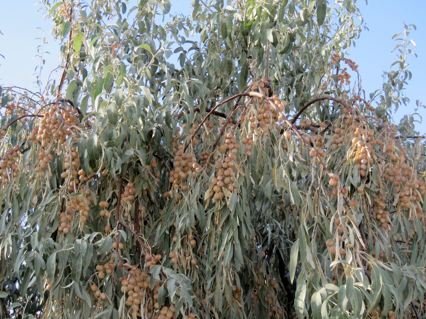 Image of Elaeagnus angustifolia specimen.