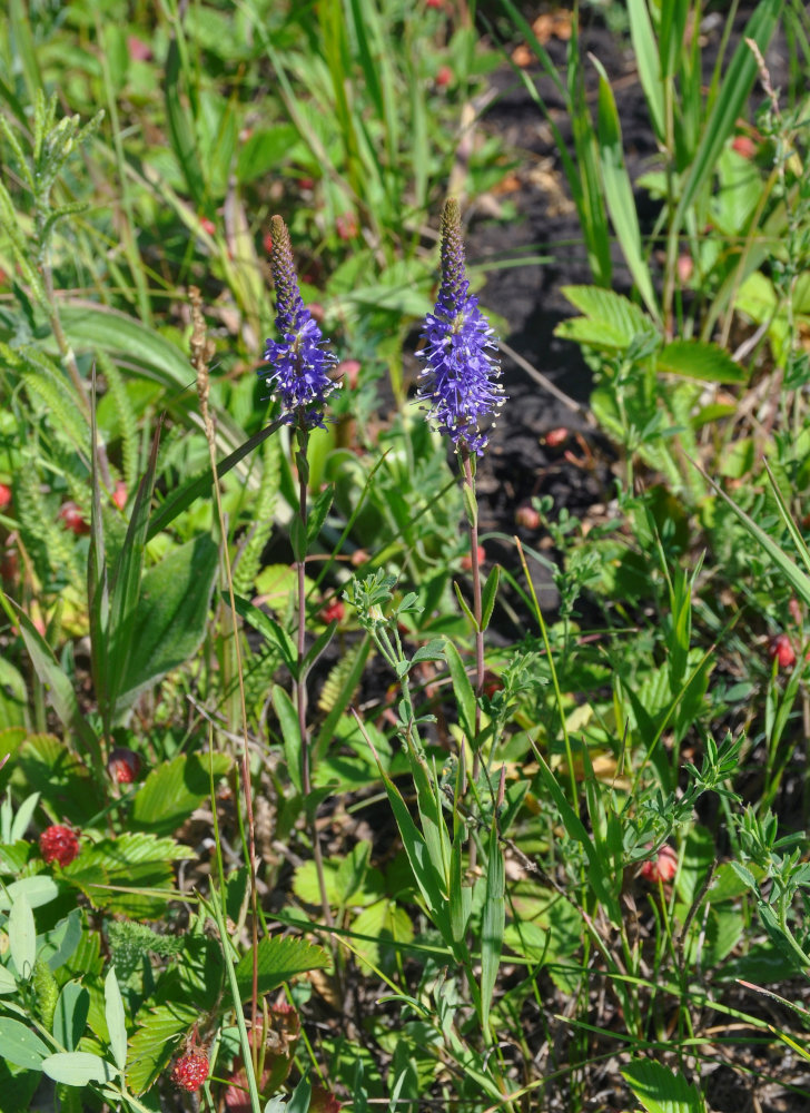 Image of Veronica spicata specimen.