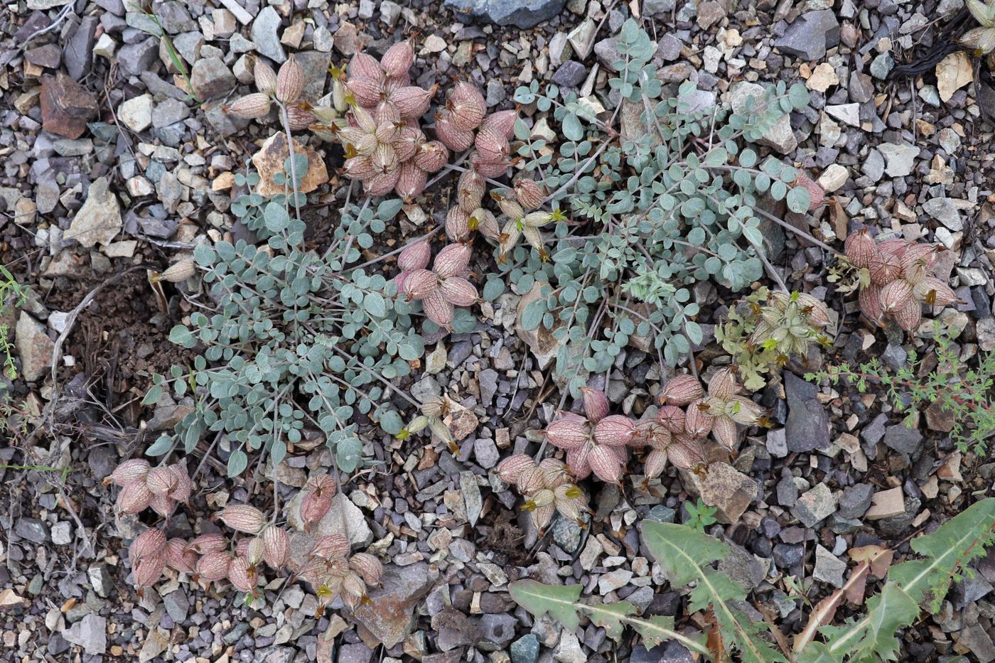 Изображение особи Astragalus rubrivenosus.