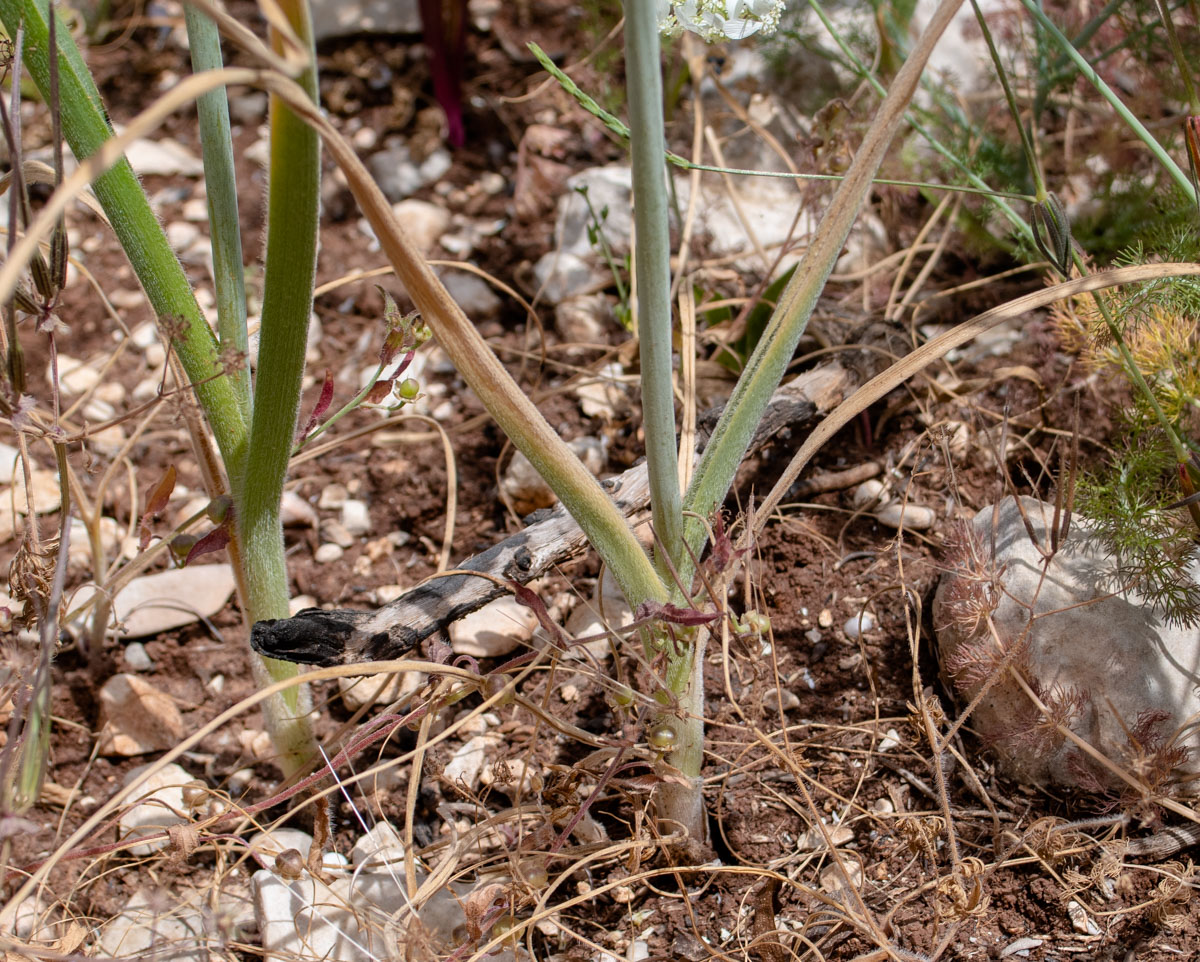 Image of Allium carmeli specimen.