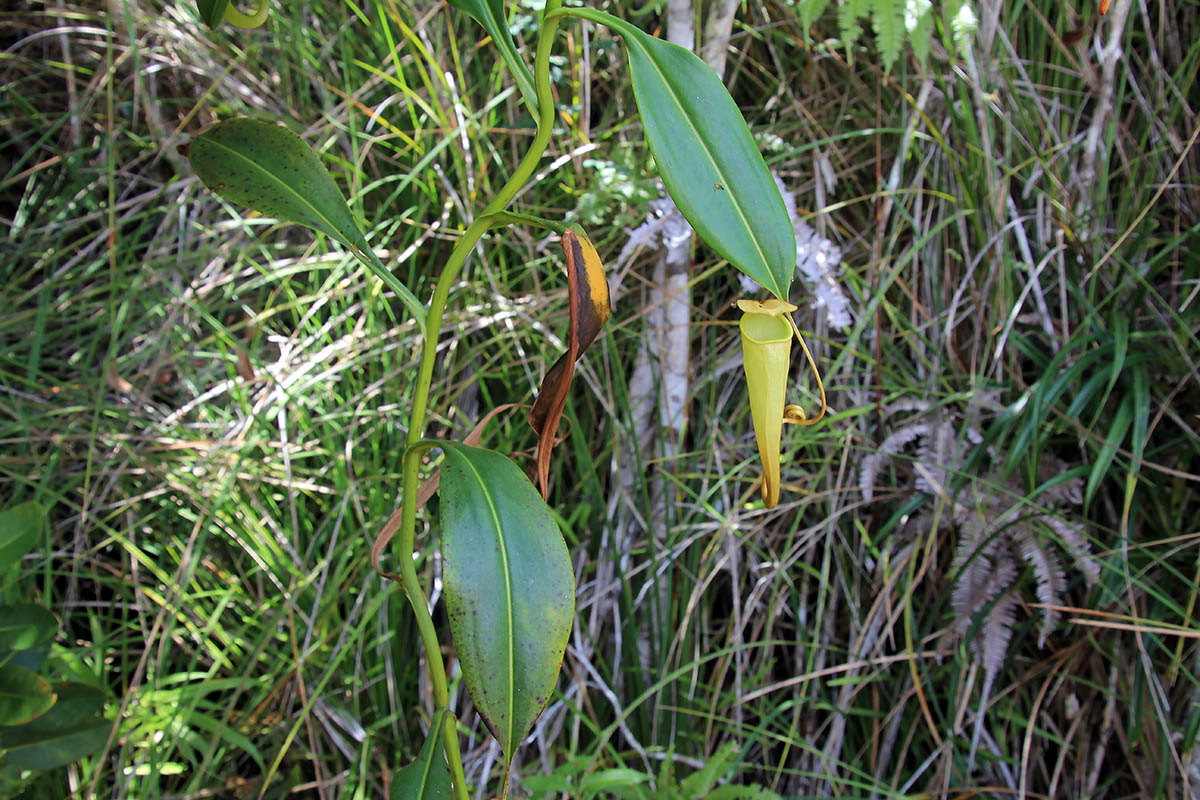 Изображение особи род Nepenthes.