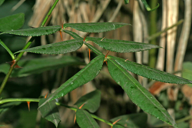 Image of Zanthoxylum armatum specimen.