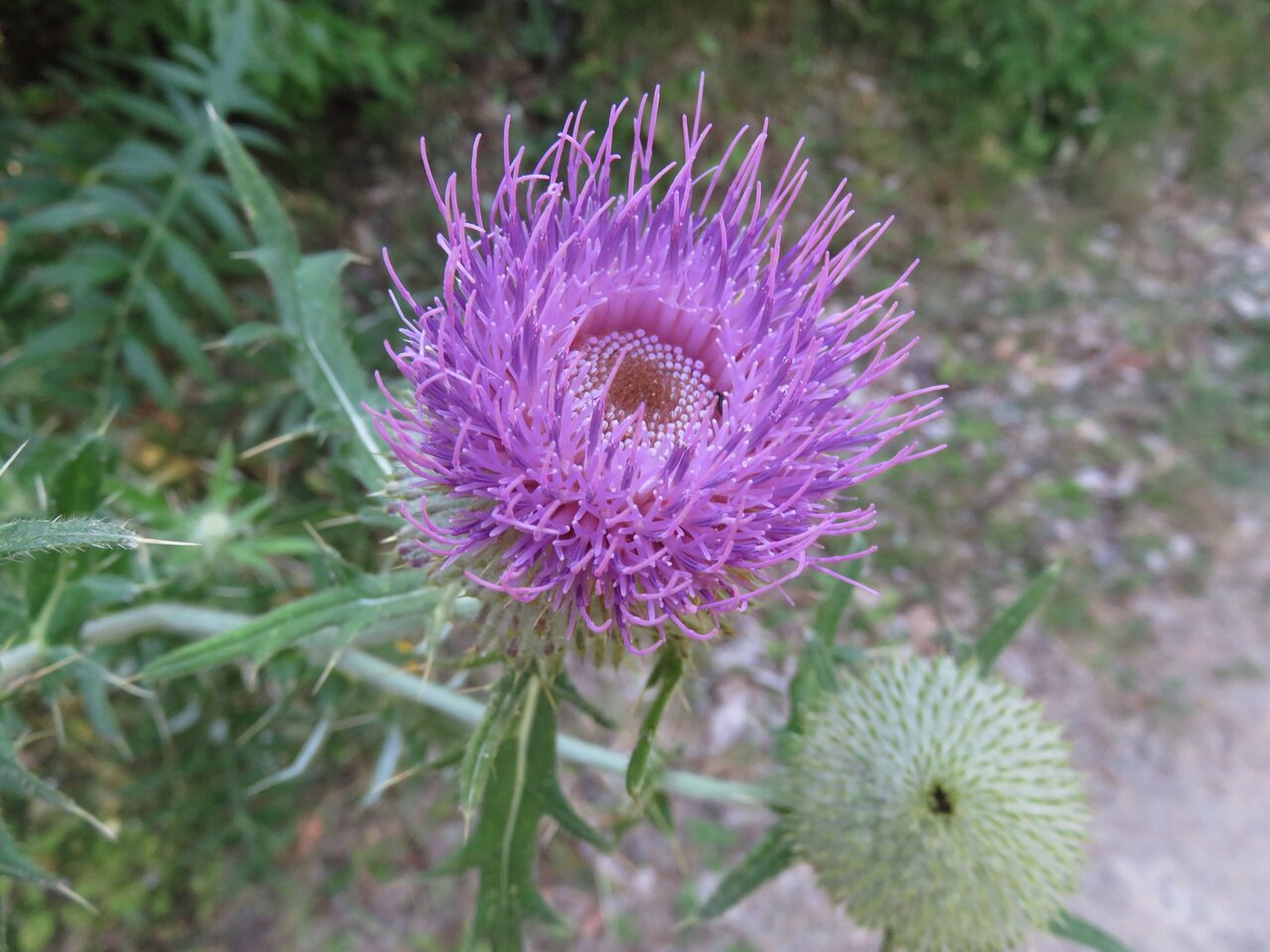 Image of Cirsium eriophorum specimen.