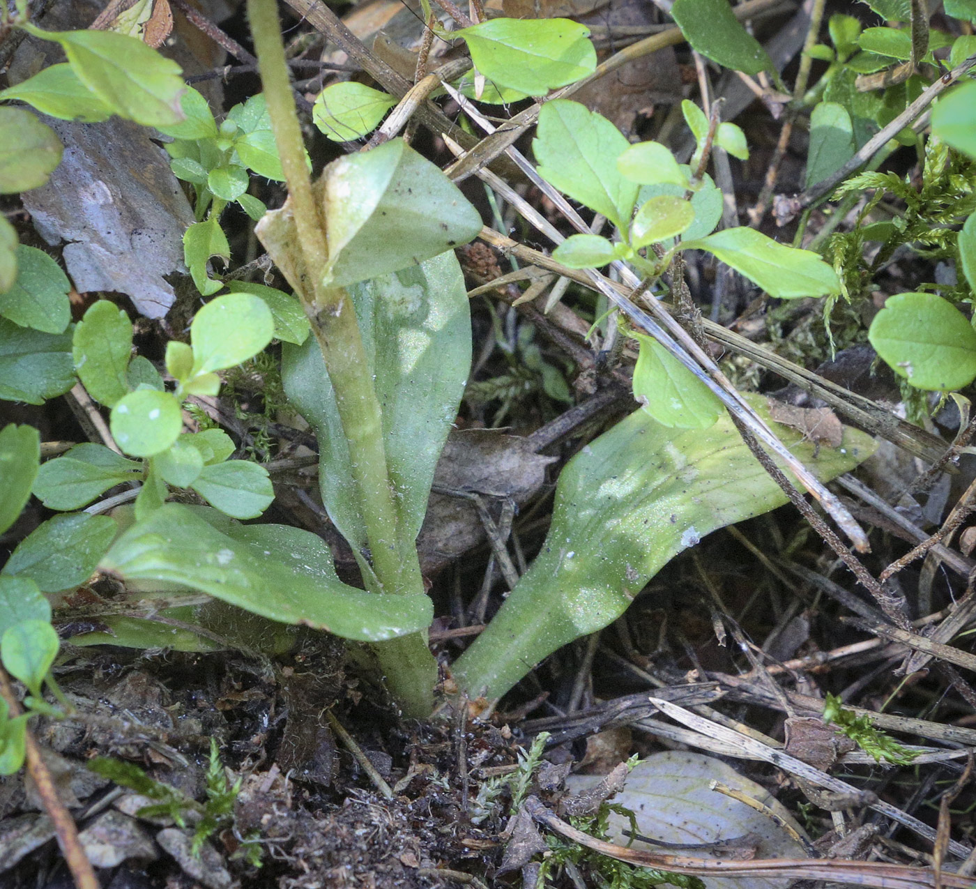 Image of Goodyera repens specimen.