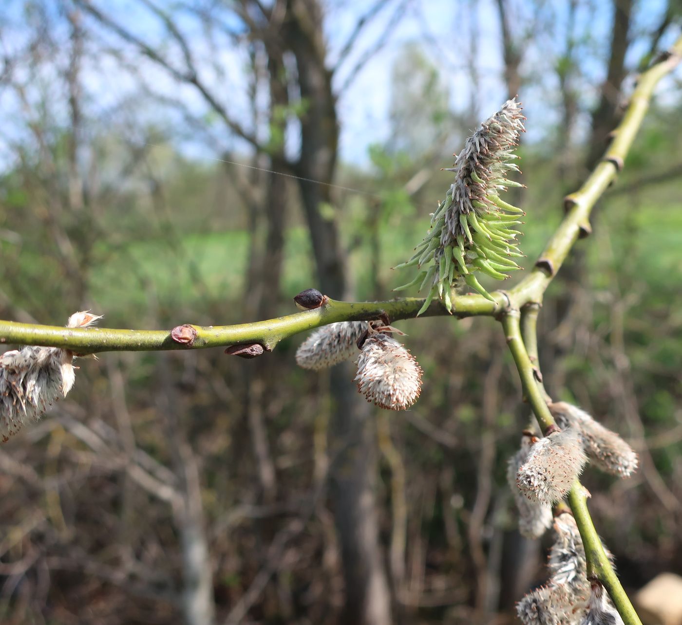 Изображение особи Salix caprea.