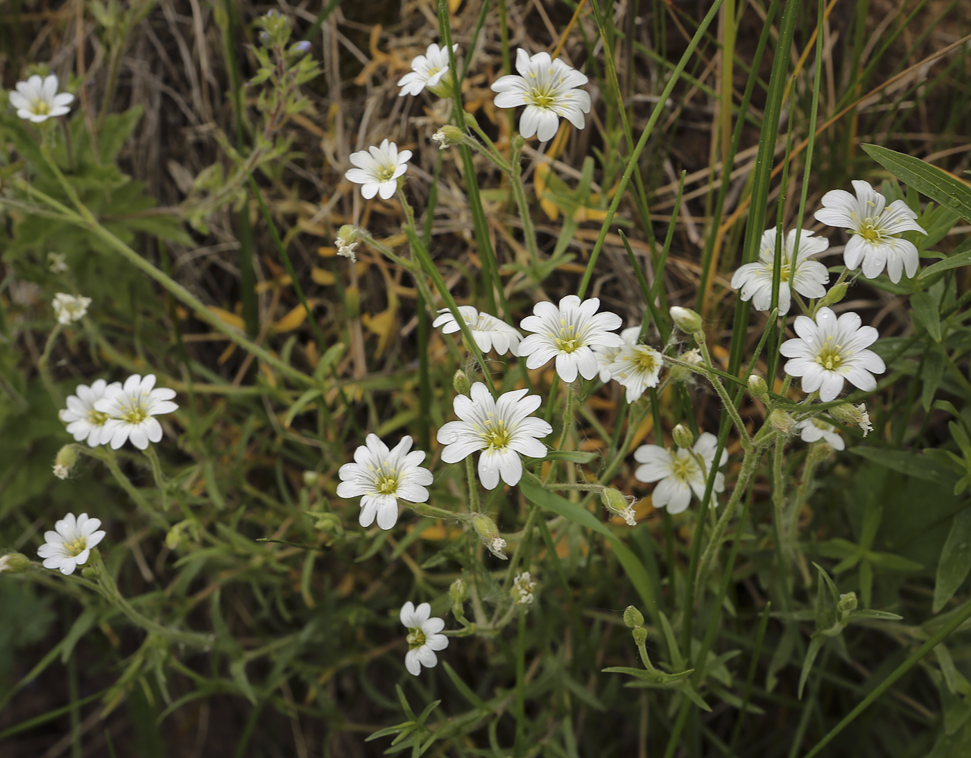 Image of Cerastium arvense specimen.