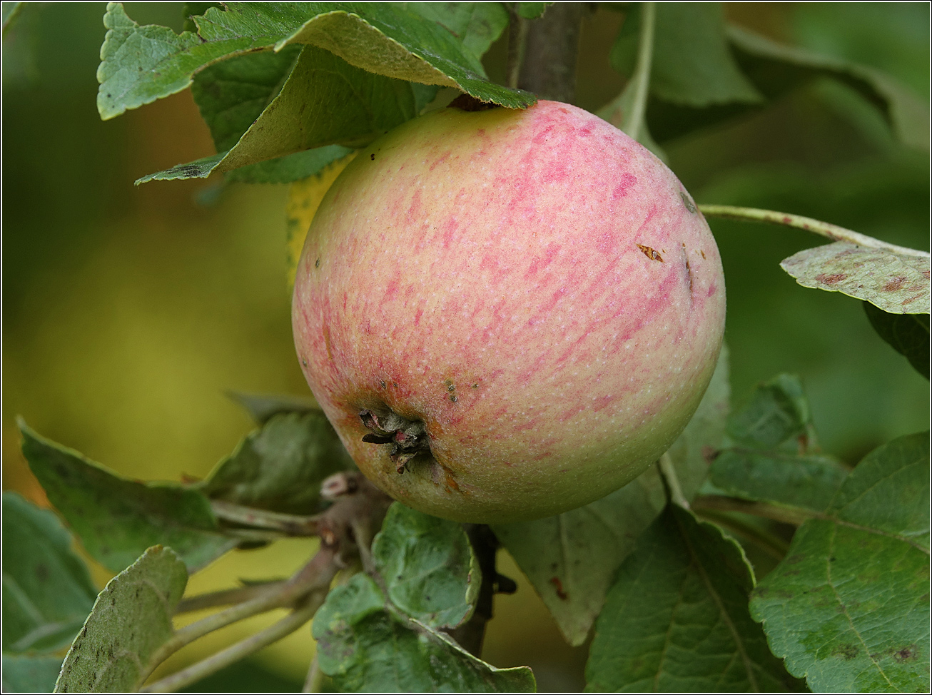 Image of Malus domestica specimen.