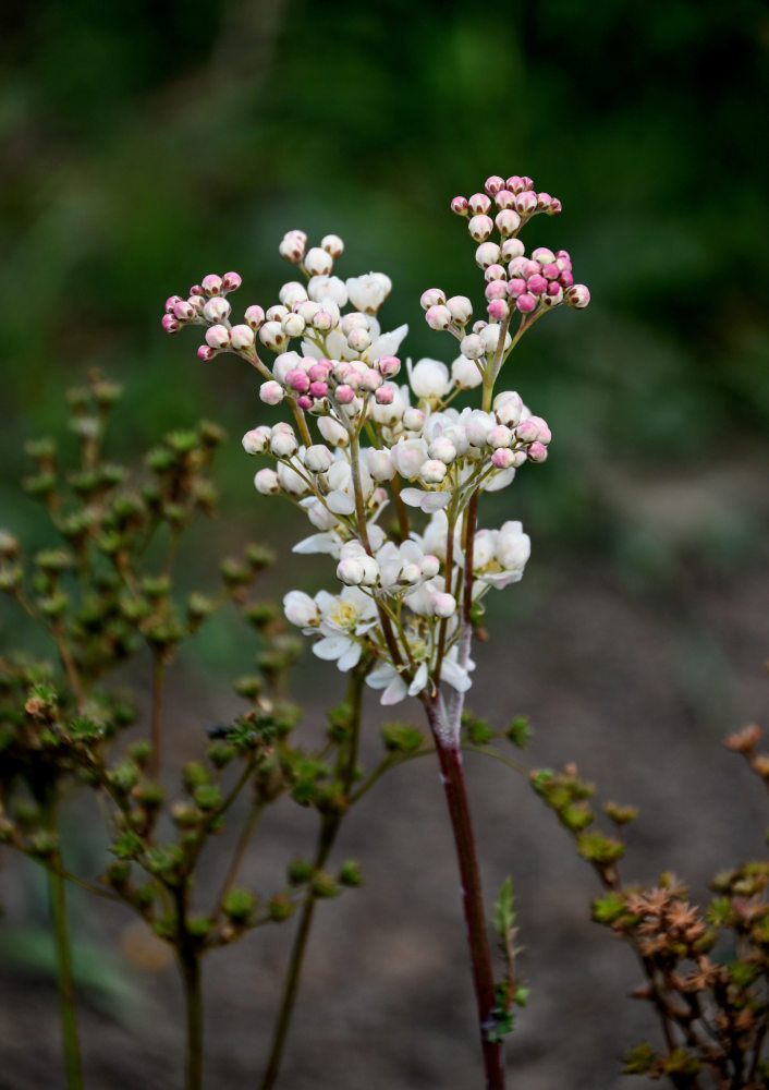 Image of Filipendula vulgaris specimen.