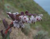 Rindera tetraspis. Соцветие. Восточный Крым, хр. Биюк-Янышар, приморский склон. 25 апреля 2021 г.