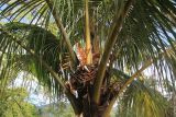 Смотреть изображение семейство Arecaceae