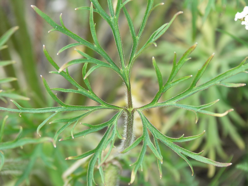 Image of Ranunculus polyanthemos specimen.