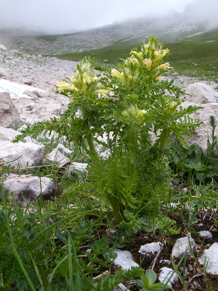 Image of Pedicularis condensata specimen.