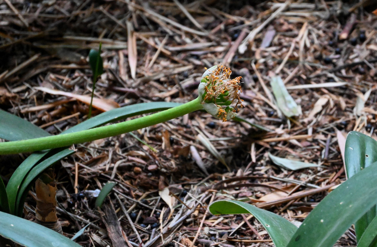 Изображение особи Haemanthus albiflos.