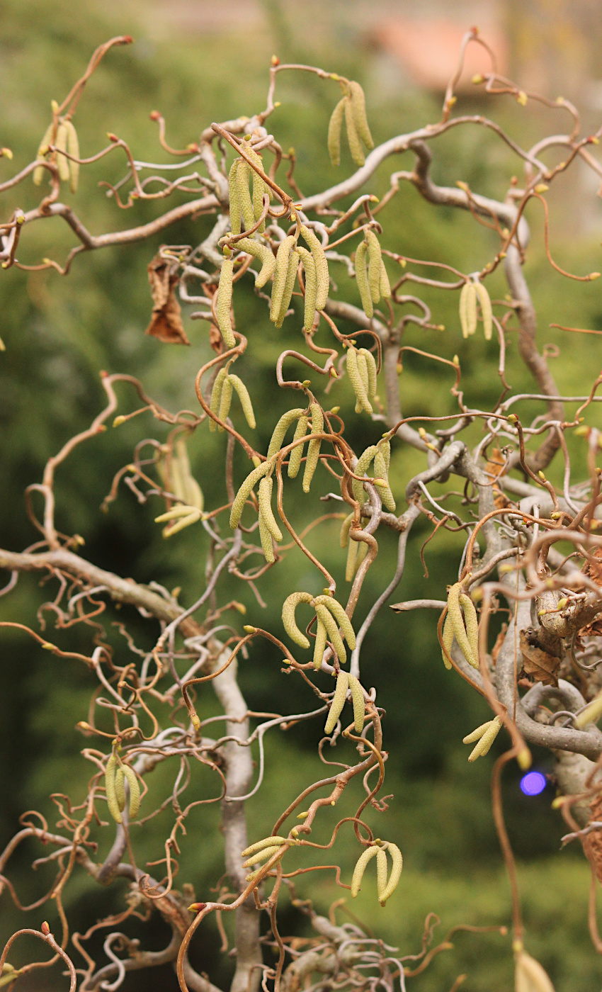 Image of Corylus avellana specimen.