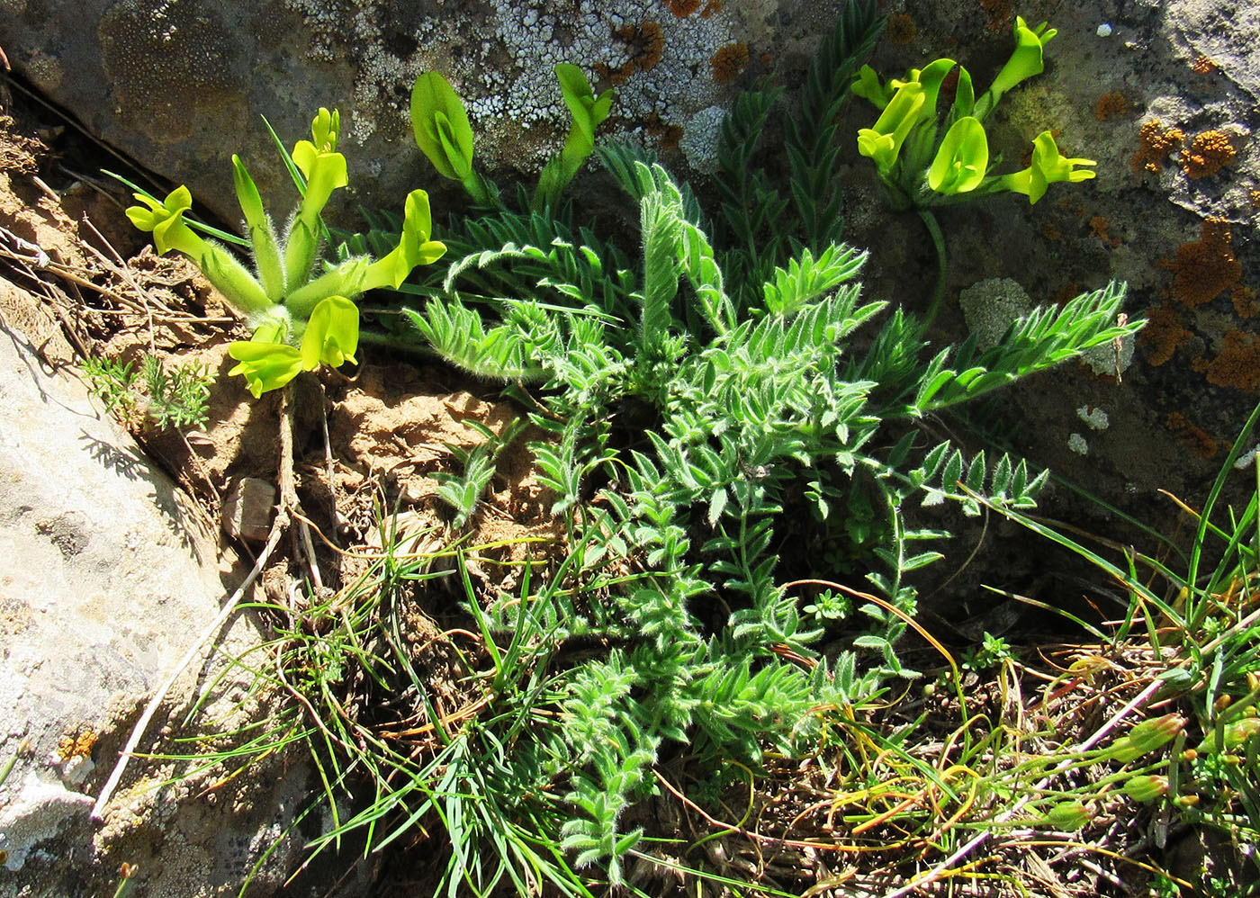 Изображение особи род Astragalus.