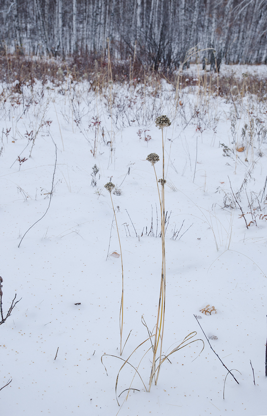 Image of genus Allium specimen.